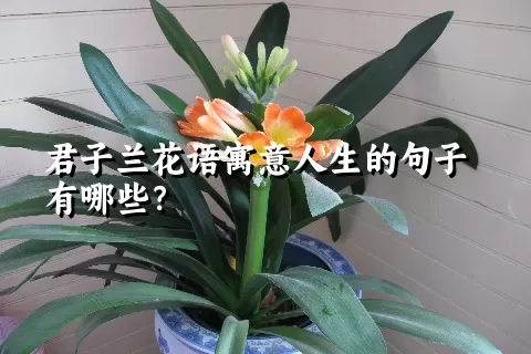 君子兰花语寓意人生的句子有哪些？