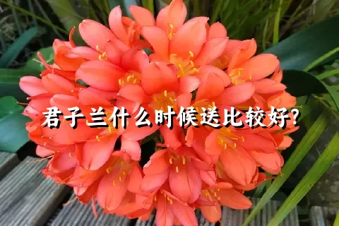 君子兰什么时候送比较好？