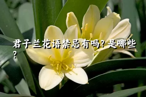 君子兰花语禁忌有吗？是哪些？