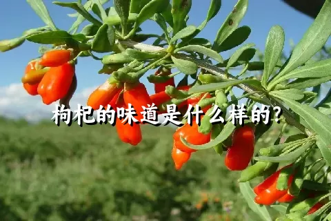 枸杞的味道是什么样的？