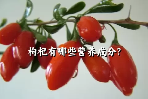 枸杞有哪些营养成分？