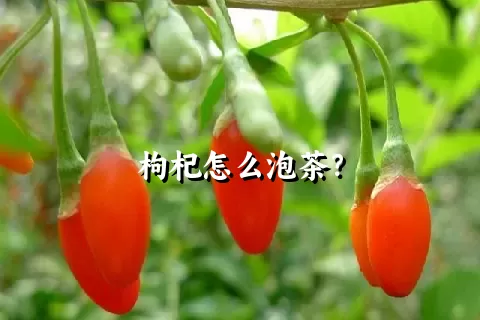 枸杞怎么泡茶？