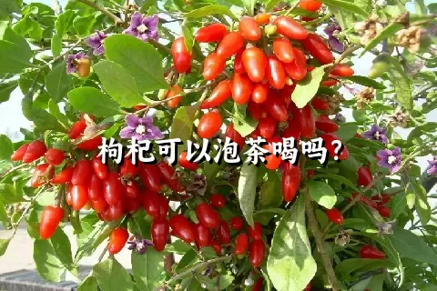 枸杞可以泡茶喝吗？