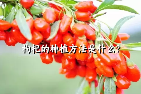 枸杞的种植方法是什么？