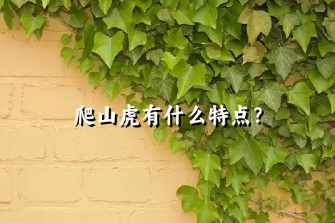 爬山虎有什么特点？