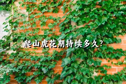 爬山虎花期持续多久？