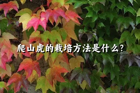 爬山虎的栽培方法是什么？