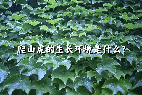 爬山虎的生长环境是什么？