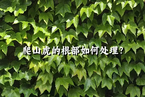 爬山虎的根部如何处理？