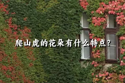 爬山虎的花朵有什么特点？