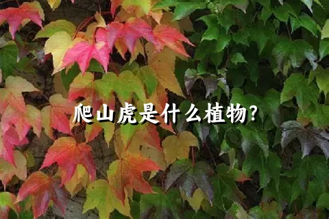 爬山虎是什么植物？