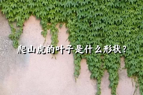 爬山虎的叶子是什么形状？