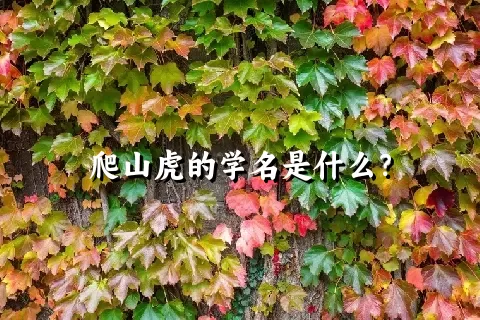 爬山虎的学名是什么？