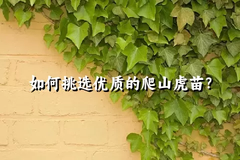 如何挑选优质的爬山虎苗？