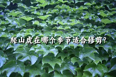 爬山虎在哪个季节适合修剪？