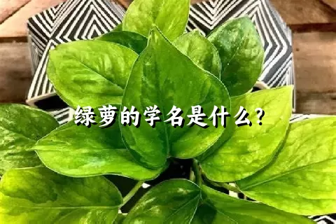 绿萝的学名是什么？