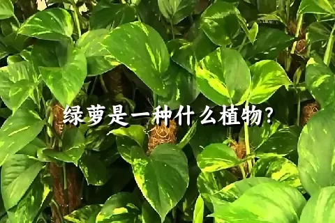 绿萝是一种什么植物？