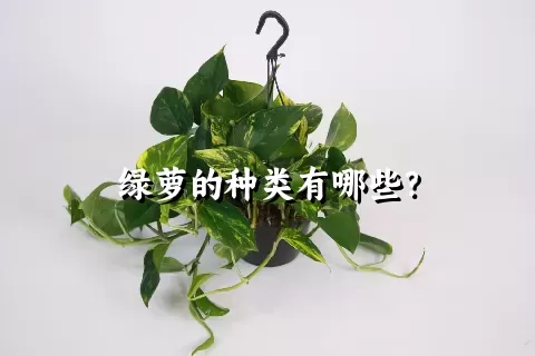 绿萝的种类有哪些？