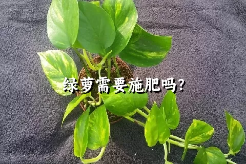 绿萝需要施肥吗？