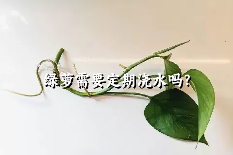 绿萝需要定期浇水吗？