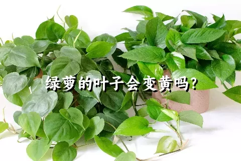 绿萝的叶子会变黄吗？