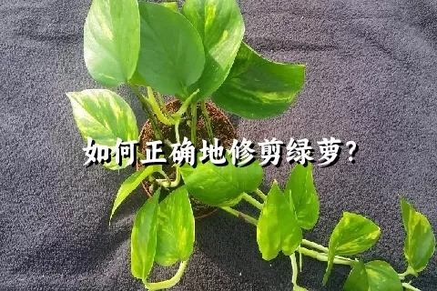 如何正确地修剪绿萝？