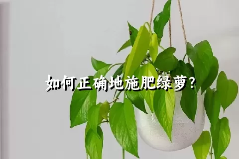 如何正确地施肥绿萝？