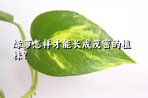 绿萝怎样才能长成茂密的植株？