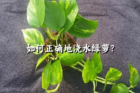 如何正确地浇水绿萝？