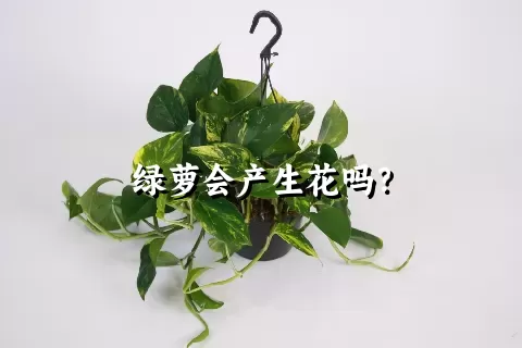 绿萝会产生花吗？