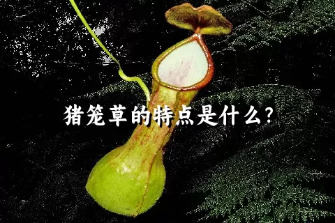 猪笼草的特点是什么？