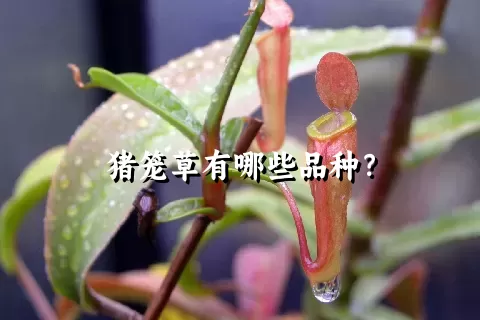 猪笼草有哪些品种？