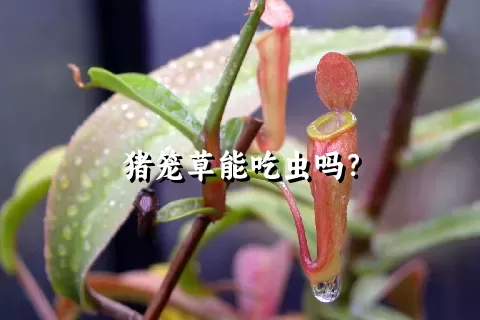 猪笼草能吃虫吗？