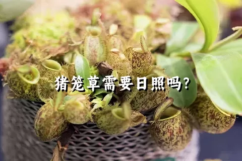 猪笼草需要日照吗？