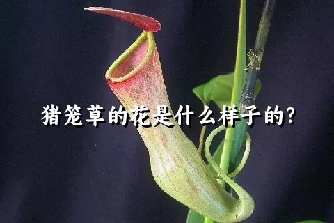 猪笼草的花是什么样子的？