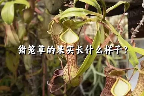 猪笼草的果实长什么样子？