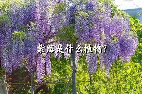 紫藤是什么植物？