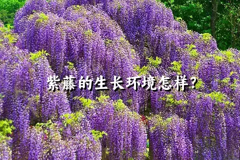 紫藤的生长环境怎样？