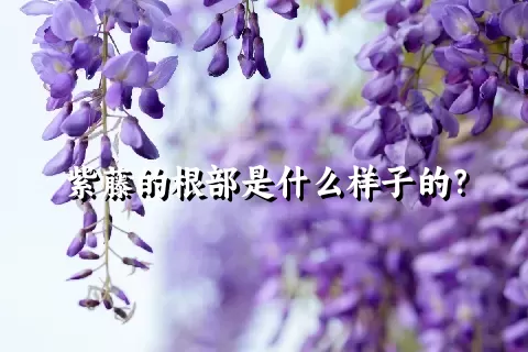 紫藤的根部是什么样子的？