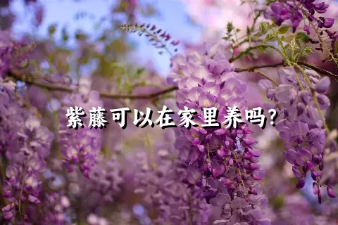 紫藤可以在家里养吗？