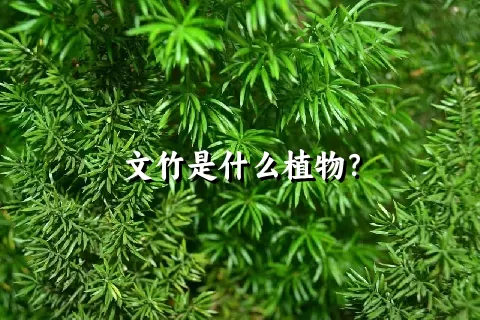 文竹是什么植物？