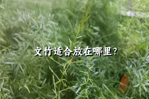 文竹适合放在哪里？