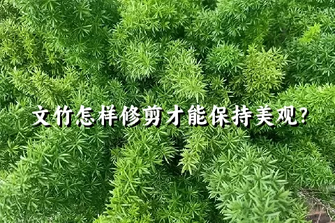 文竹怎样修剪才能保持美观？