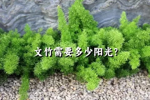 文竹需要多少阳光？