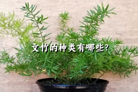 文竹的种类有哪些？