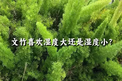 文竹喜欢湿度大还是湿度小？