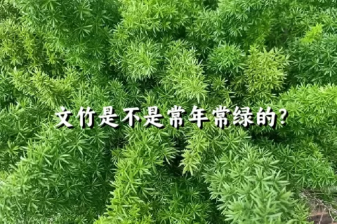 文竹是不是常年常绿的？