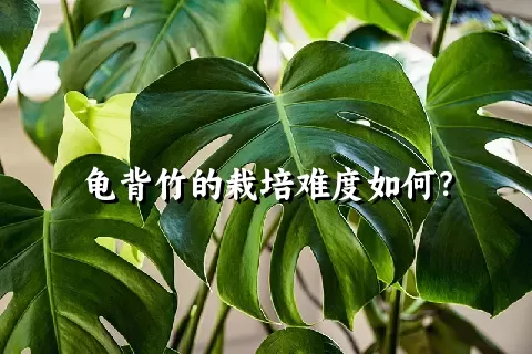 龟背竹的栽培难度如何？