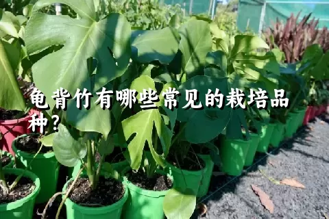 龟背竹有哪些常见的栽培品种？