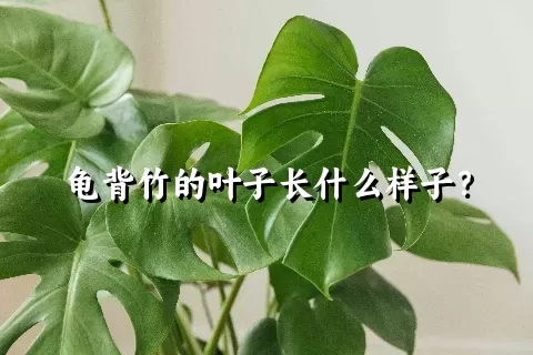 龟背竹的叶子长什么样子？